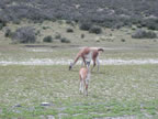 Guanakos im Nationalpark Torres del Paine